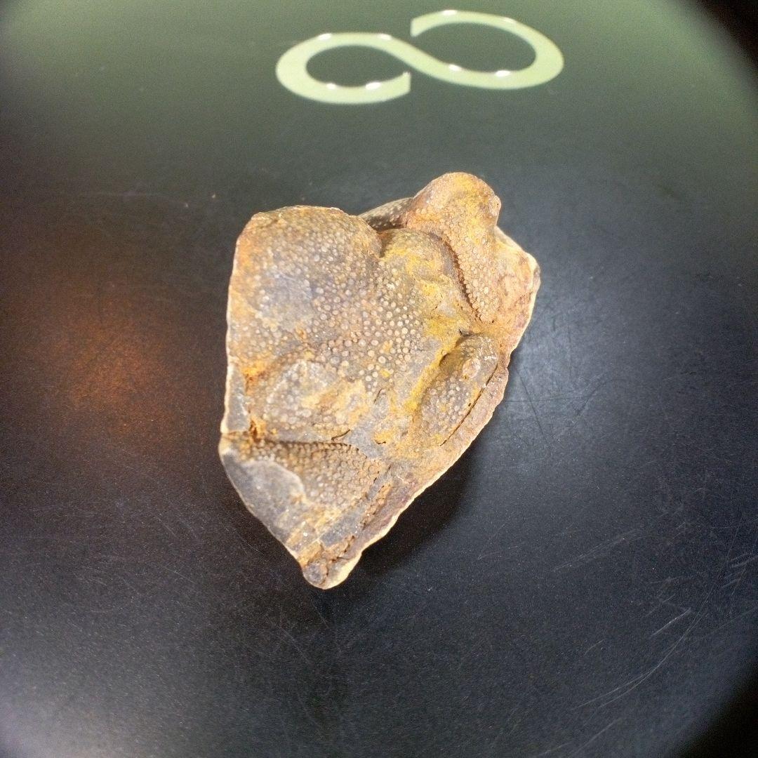 三葉虫　南米産　化石　fossil　ボリビア産　trilobite　南米化石郡②