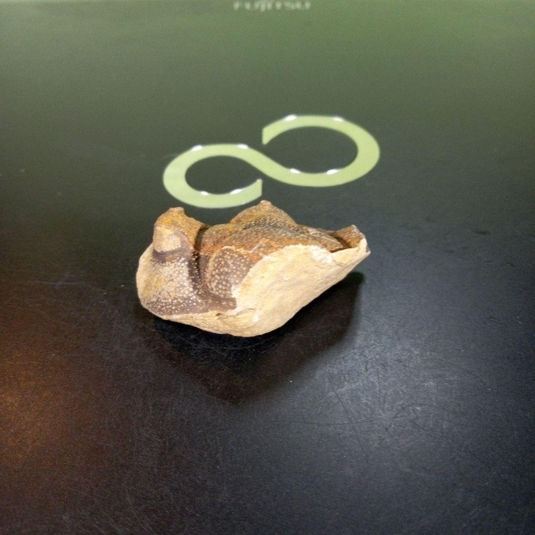 三葉虫　南米産　化石　fossil　ボリビア産　trilobite　南米化石郡②