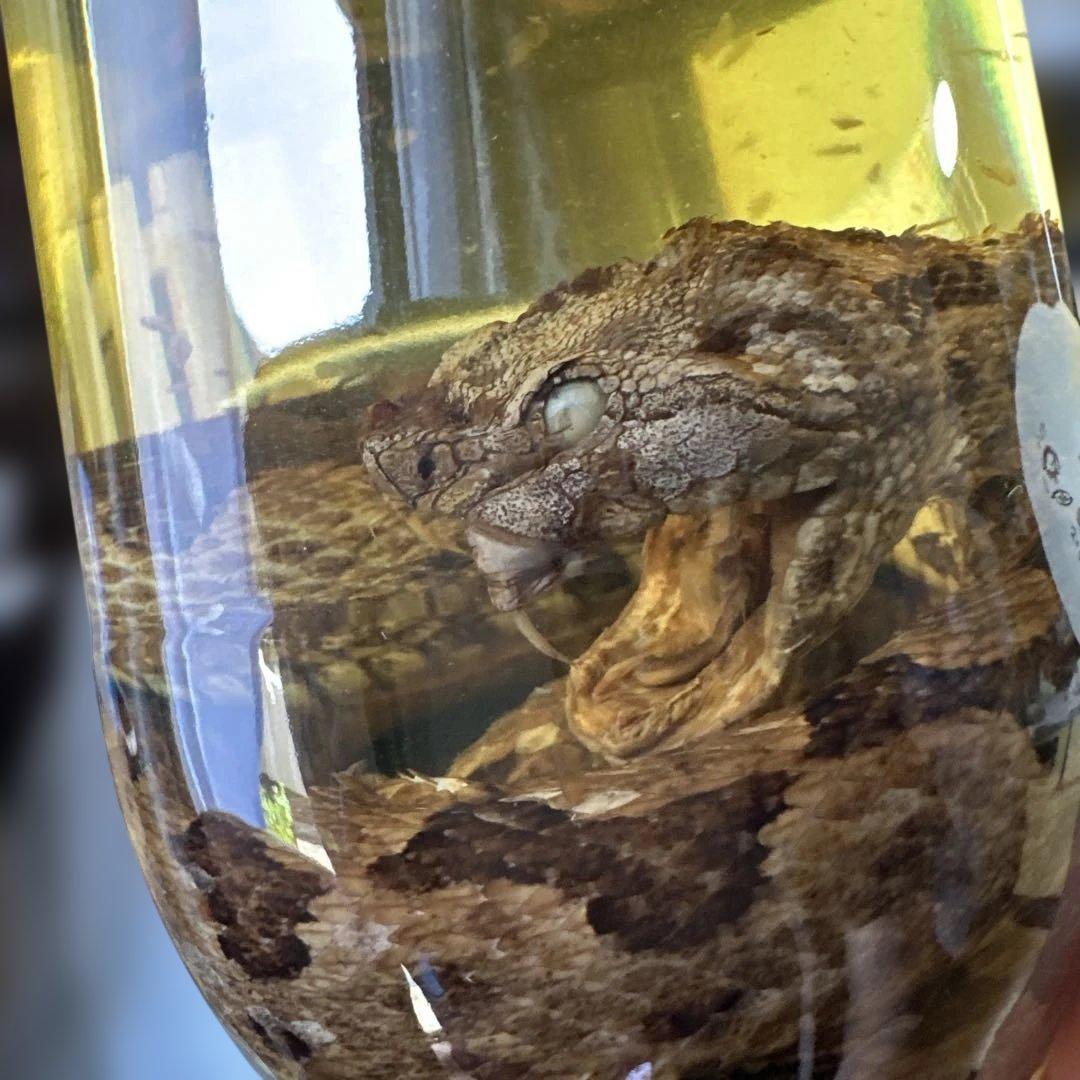 ハブ酒 限定品 南都酒造所