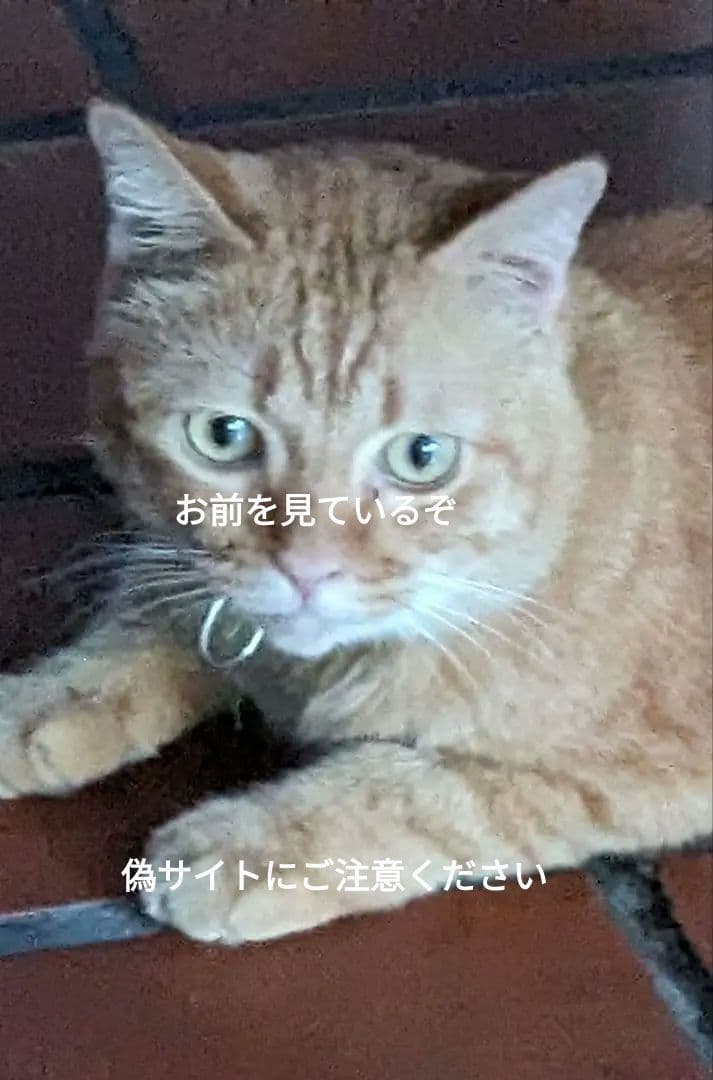 激レア！タイのお守りプラクルアン！九尾の狐！専門店にて購入！アンティークにも！