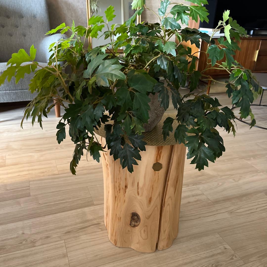 カルデサック　青森ヒバスツール