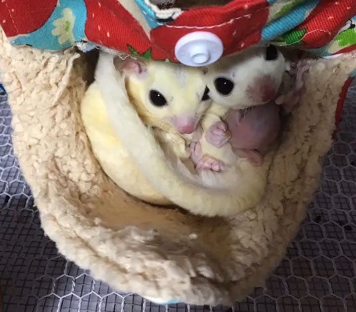 モモンガハウス（迷彩柄・星）モスグリーン   秋・春仕様  1950円