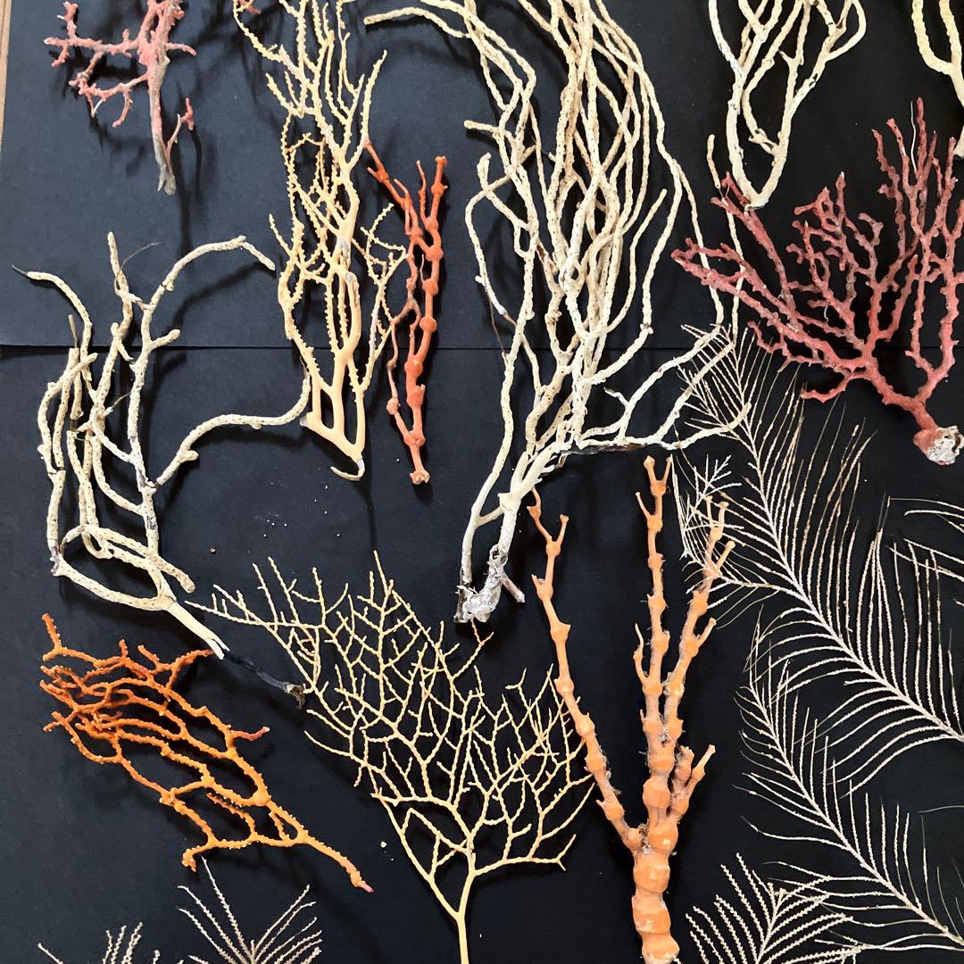 最終値下げ　高知県産珊瑚セット