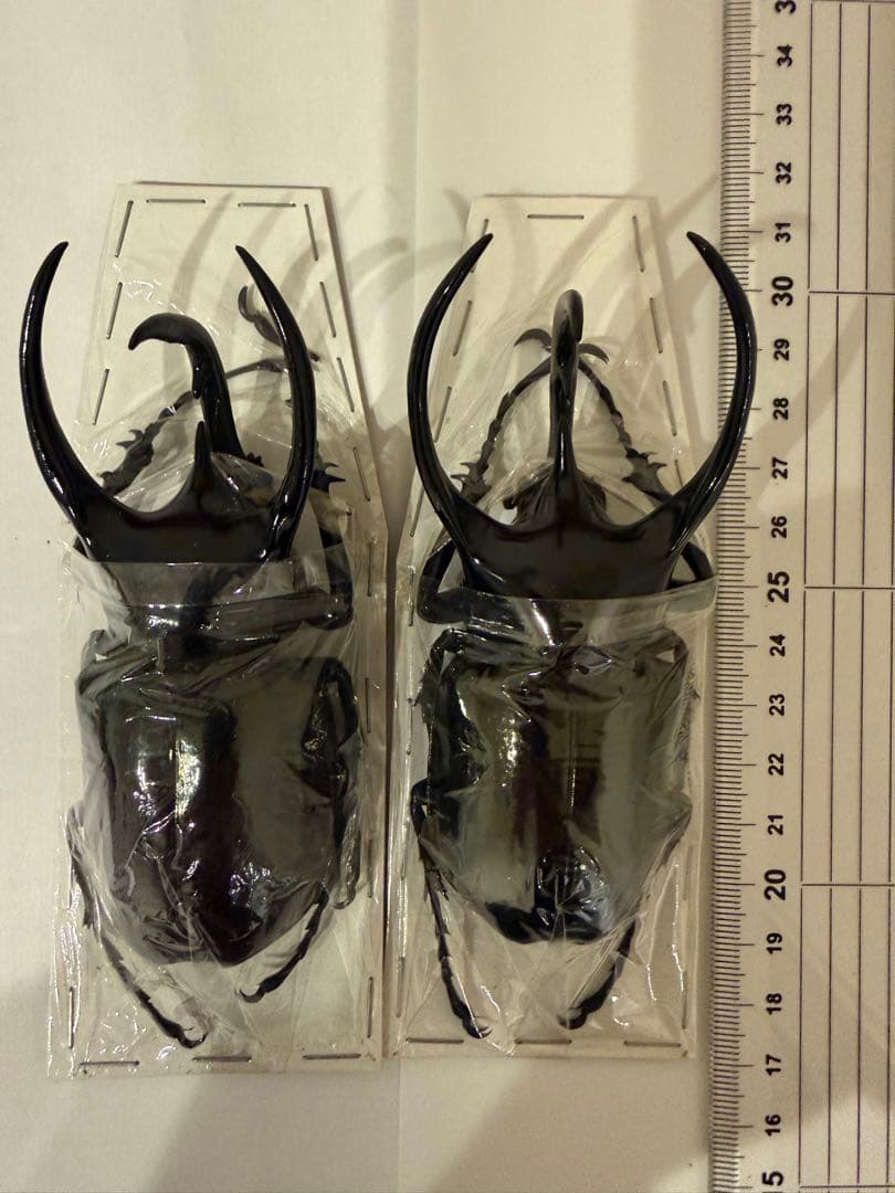 標本　キャメロンハイランド　コーカサスオオカブト　Ｂ品含みます