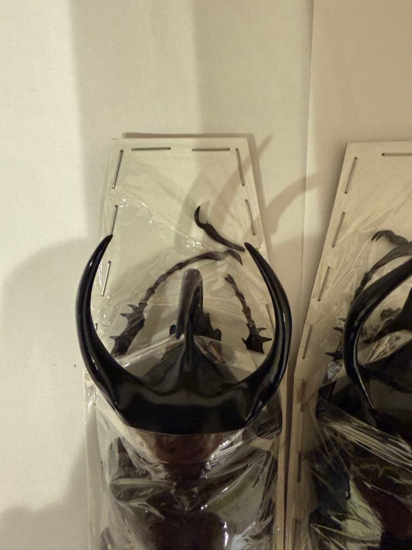 標本　キャメロンハイランド　コーカサスオオカブト　Ｂ品含みます