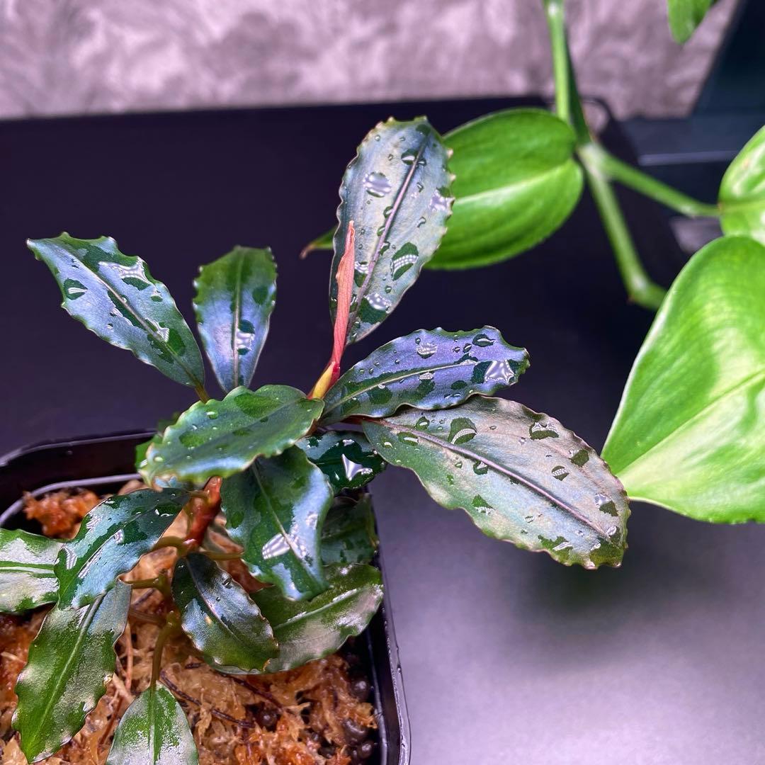 Buce sp. “Galaxy llic midnight blue”