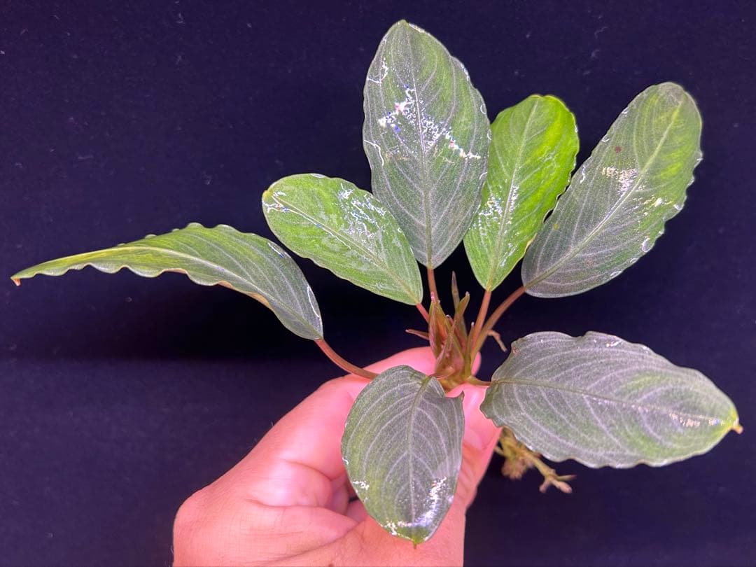 【TB便】Bucephalandra sp.Pearl gray水上育成株