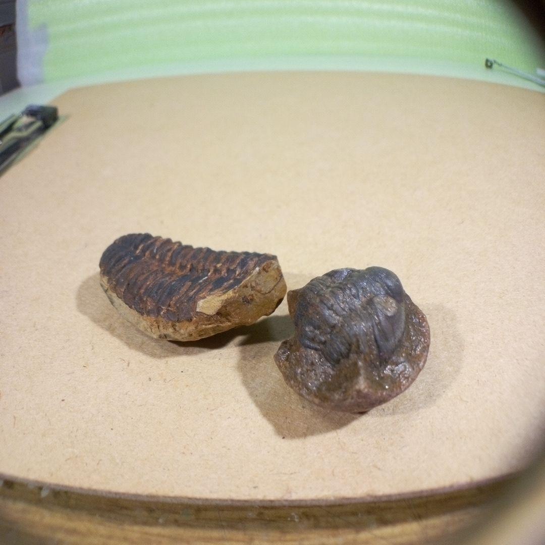 三葉虫　化石　fossil　ボリビア産　レア　Fossil判別⑤