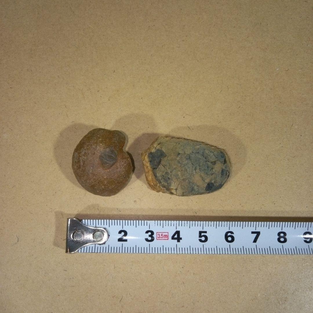 三葉虫　化石　fossil　ボリビア産　レア　Fossil判別⑤