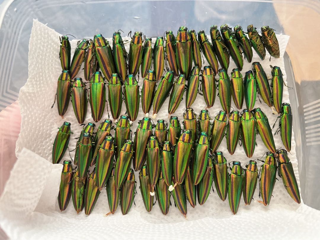 渡*辺様 36匹の緑色光沢昆虫標本 ヤマトタマムシ 装飾