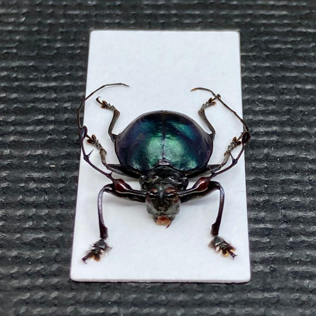 ハムシに擬態したまんまるカミキリムシ【標本】