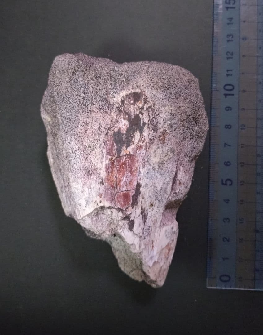 【激レア】化石 フィトサウルス類レドンダサウルスの脚