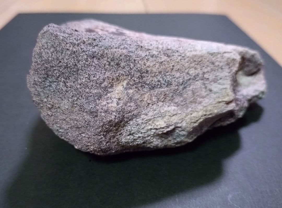 【激レア】化石 フィトサウルス類レドンダサウルスの脚