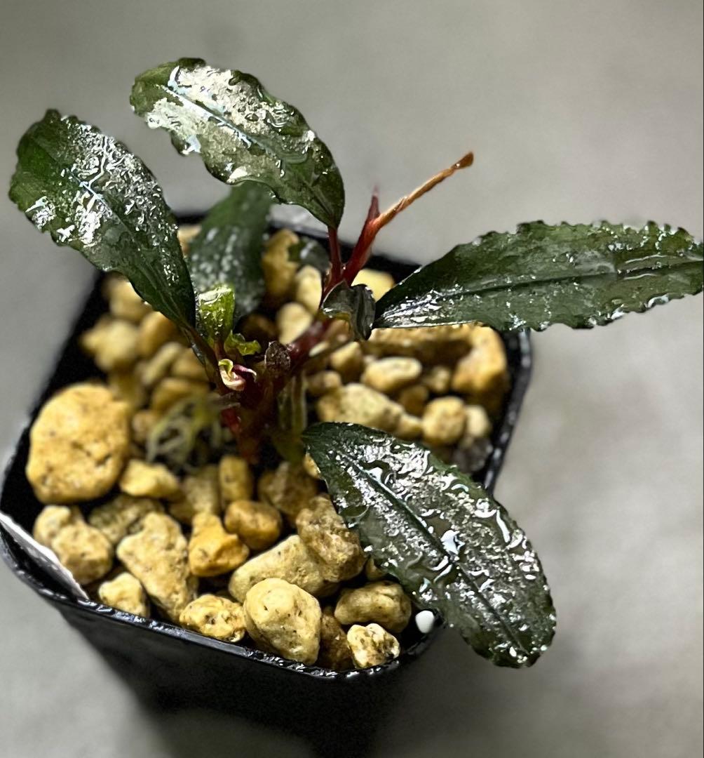 Bucephalandra sp. \"Tricolor Red\" 【水の国】