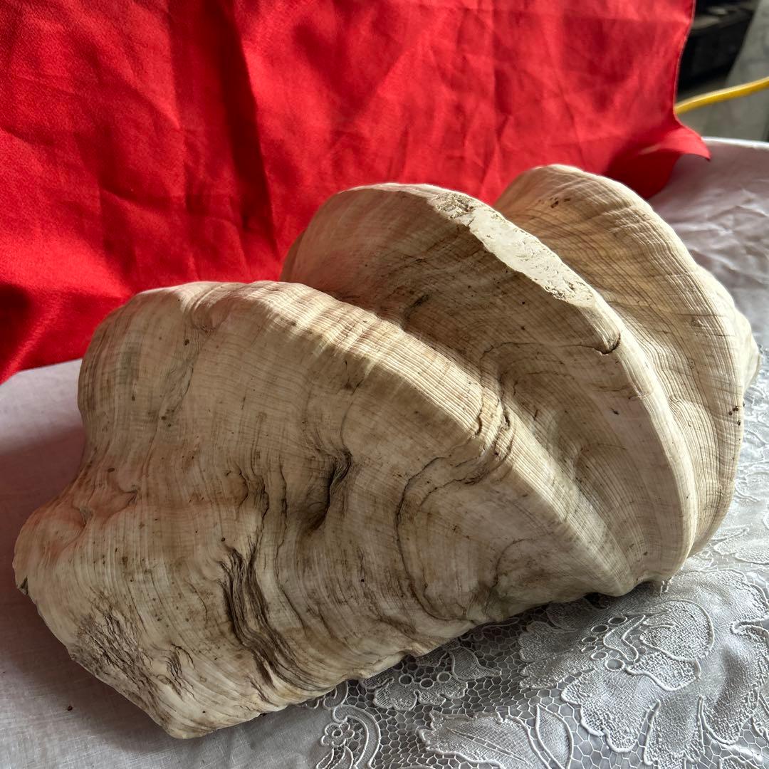 貝殻 ボウル型 レイアウト用品 大きめ42センチ