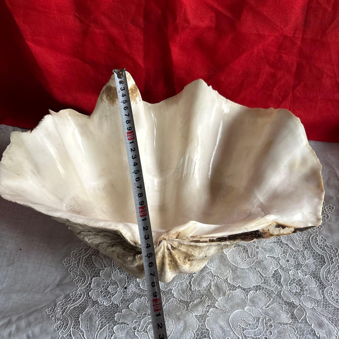 貝殻 ボウル型 レイアウト用品 大きめ42センチ