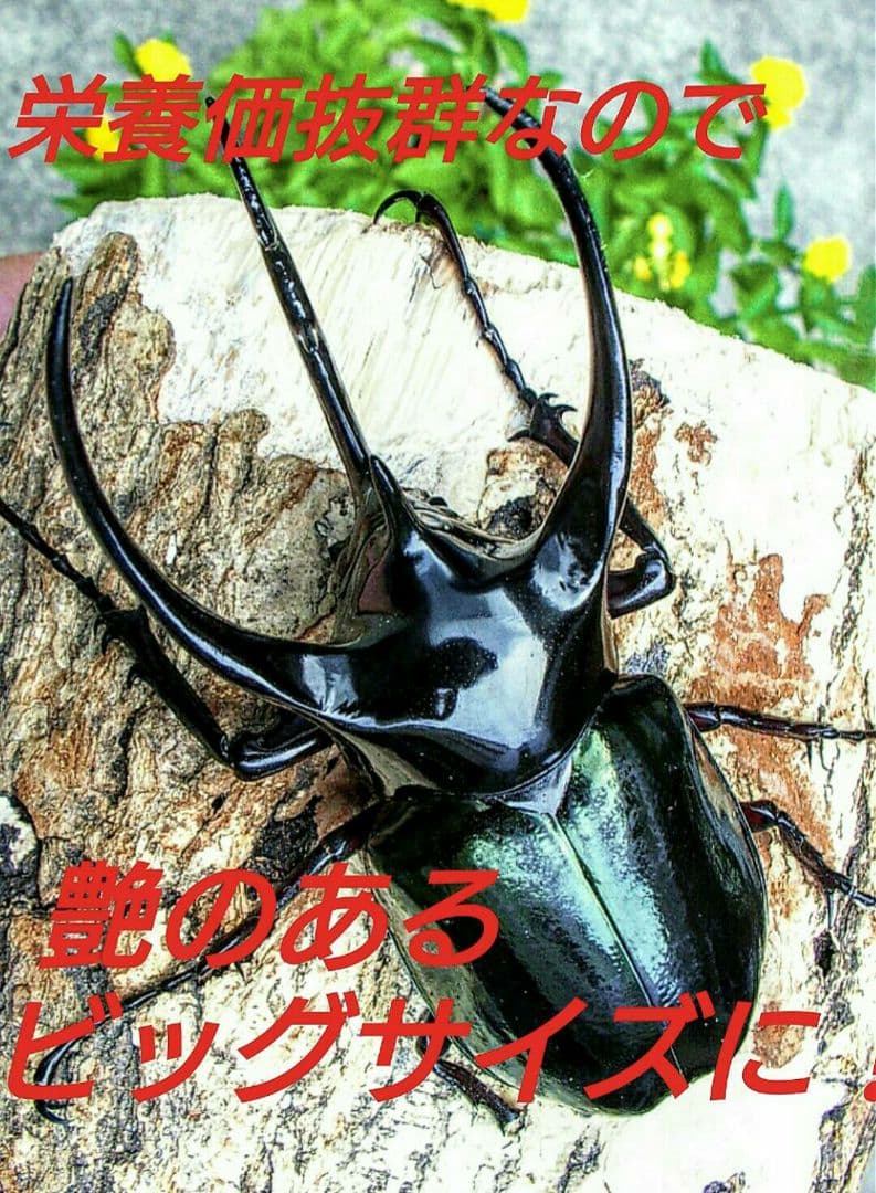 デカクなりすぎ注意！ヒマラヤひらたけ発酵マット　産卵にも！増量100リットル