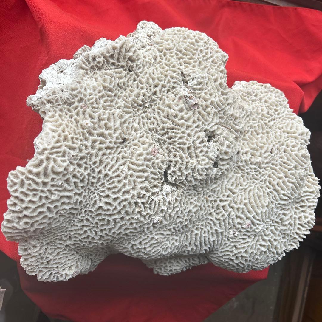 特大 飾り 珊瑚 サンゴ礁 置物 白 海水魚 水槽 レイアウト45cm