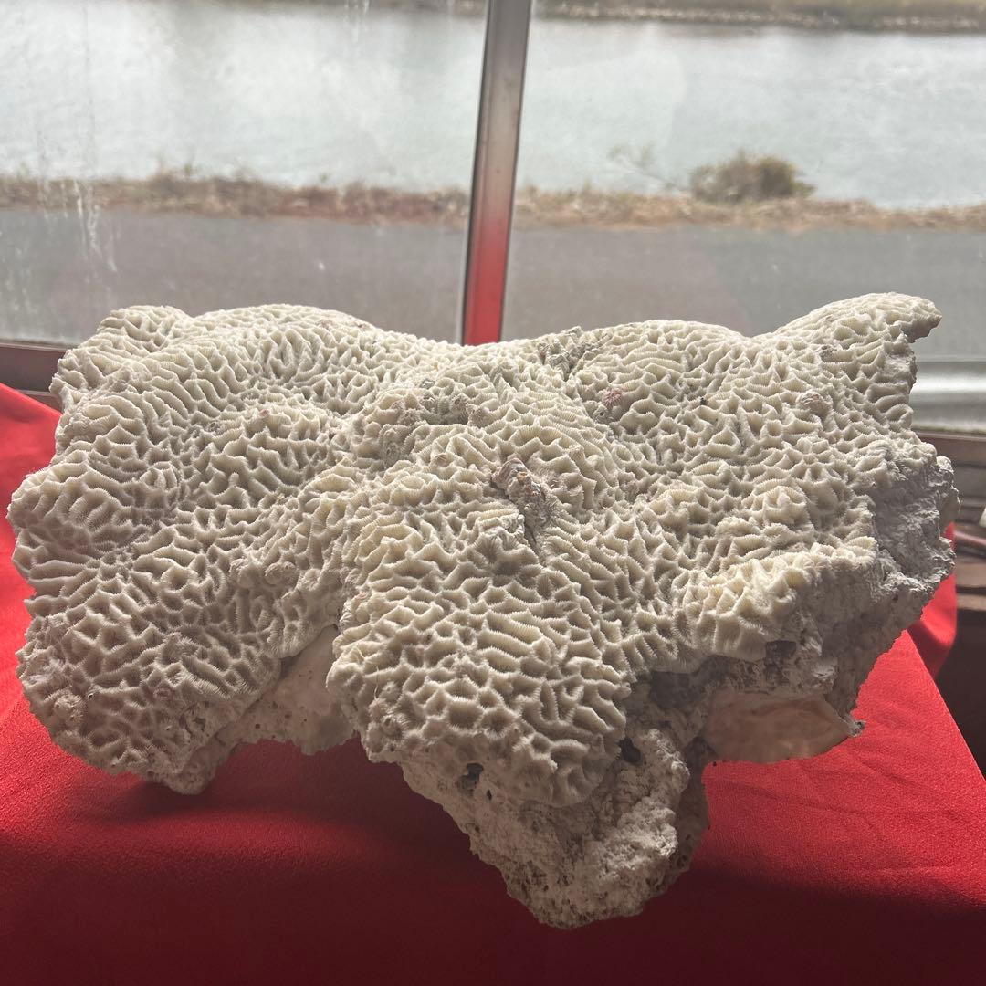 特大 飾り 珊瑚 サンゴ礁 置物 白 海水魚 水槽 レイアウト45cm