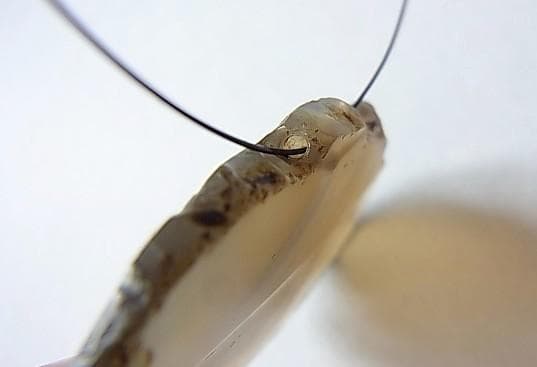 ★A1601★古代石 (203)　平玉 アゲートビーズ　瑪瑙　護符石　とんぼ玉