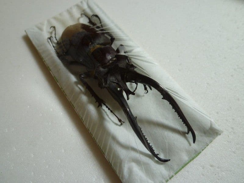 ヘルマンミヤマクワガタ♂/L.hermani/江西省.九江産/83.5mm