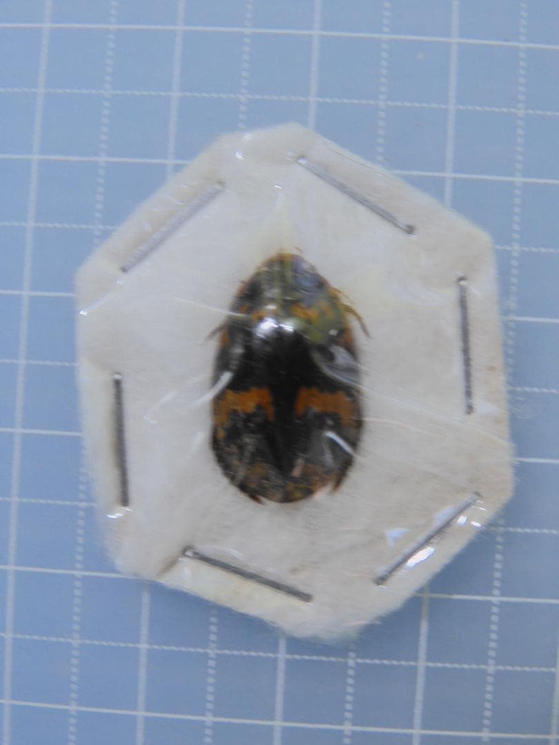 タイ産　ゲンゴロウセット　13-16mm