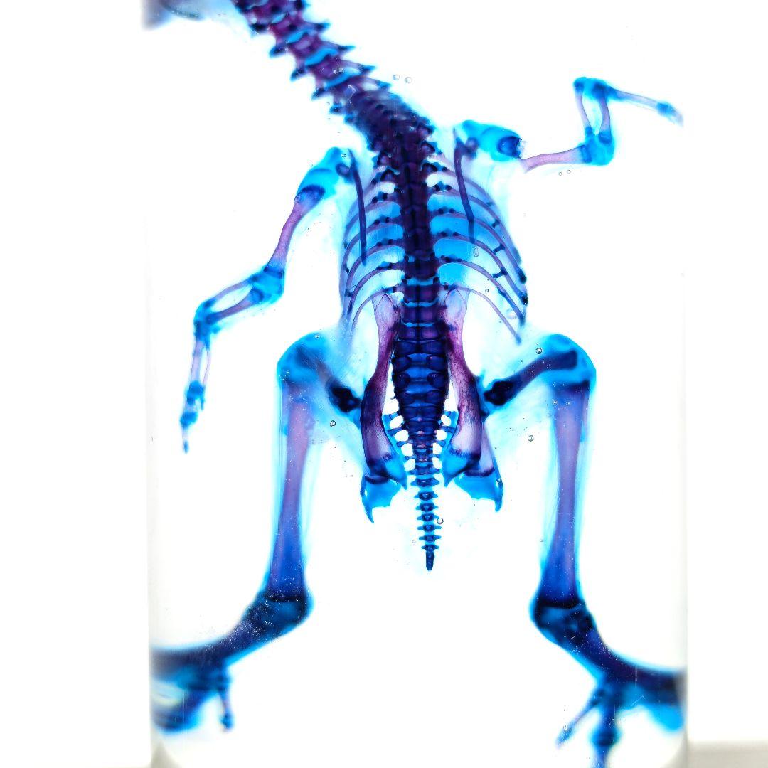 1点物☆極美品【透明骨格標本】ウズラ③ 約10cm