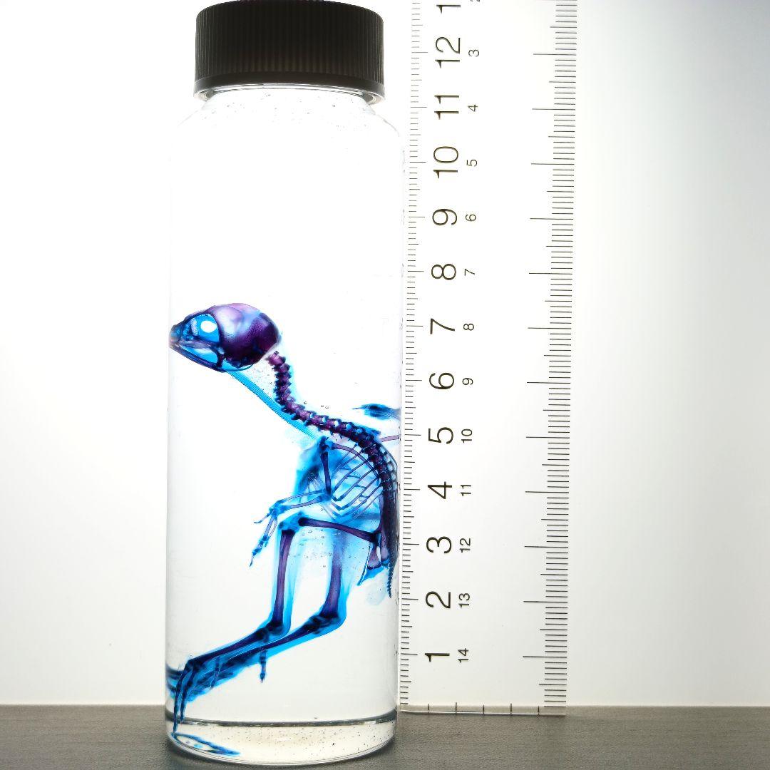 1点物☆極美品【透明骨格標本】ウズラ③ 約10cm