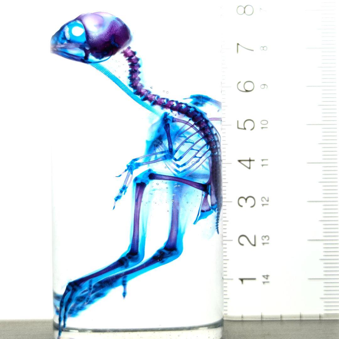 1点物☆極美品【透明骨格標本】ウズラ③ 約10cm
