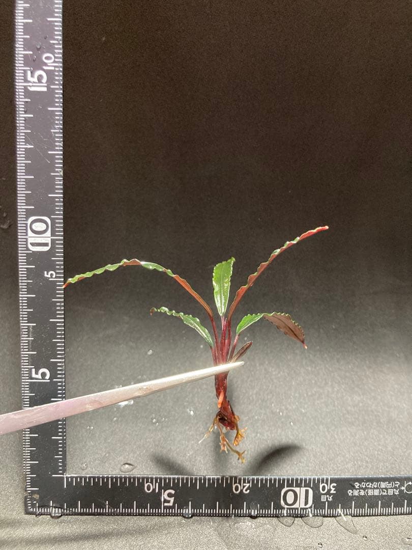 ブセファランドラsp.ララズ(水上葉)