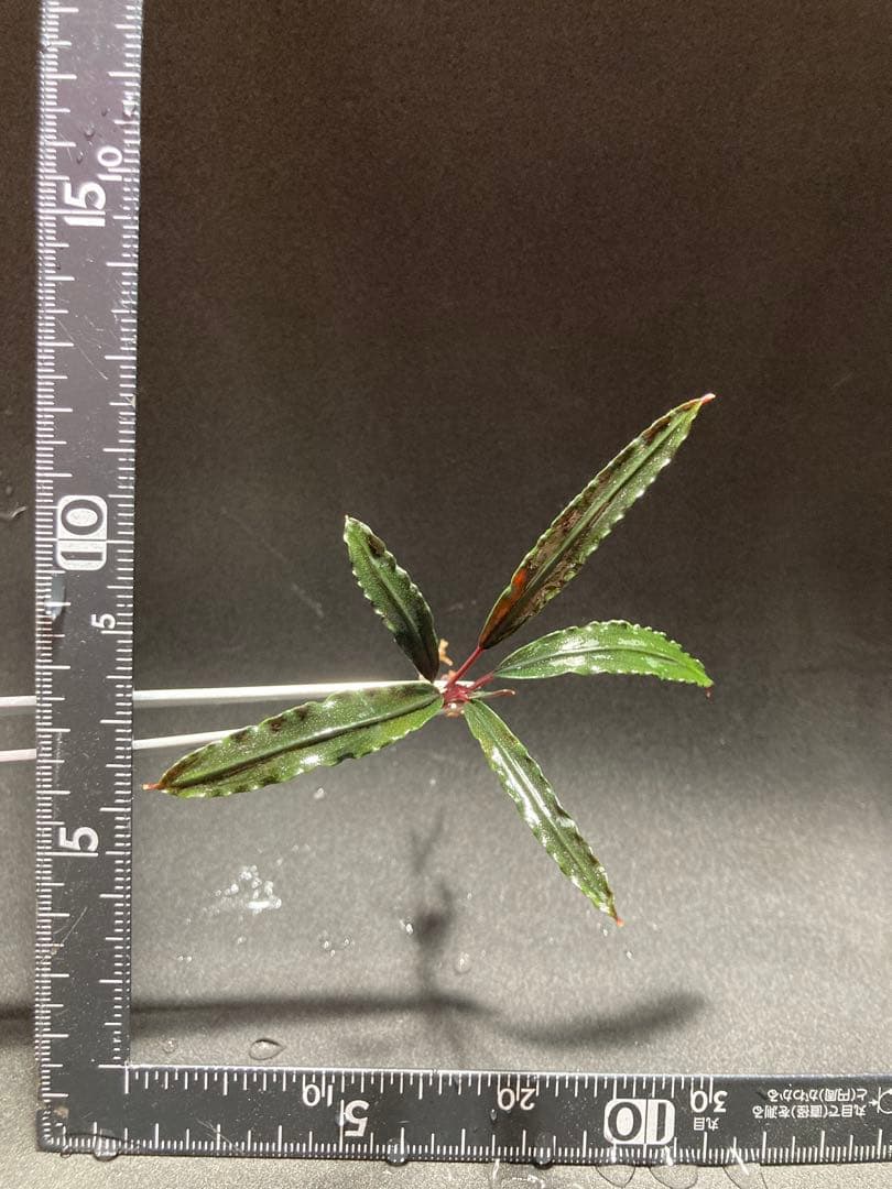 ブセファランドラsp.ララズ(水上葉)