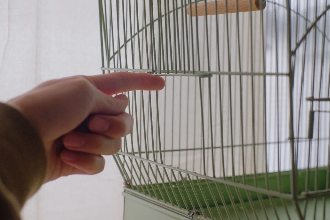 アンティーク　鳥かご　バードケージ　kinsen ビンテージ　文鳥　小鳥　琴線