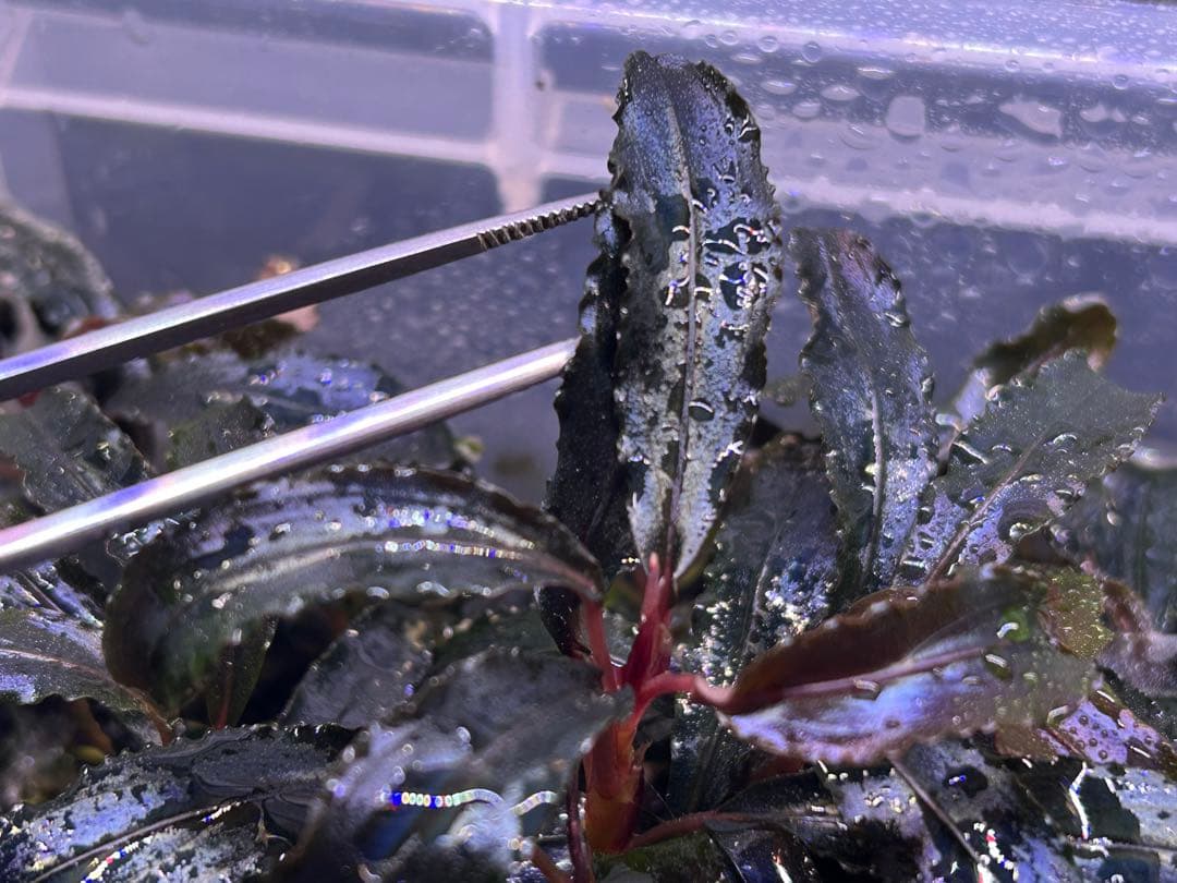 【ID便】Bucephalandra sp. Kedagang 画像確認用