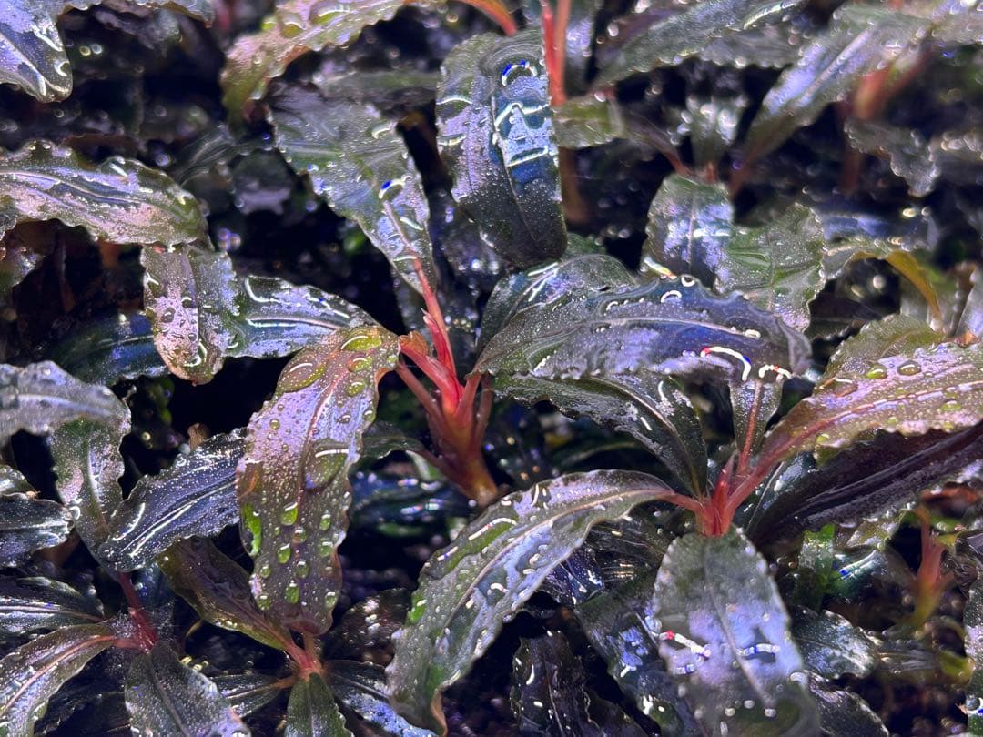 【ID便】Bucephalandra sp. Kedagang 画像確認用