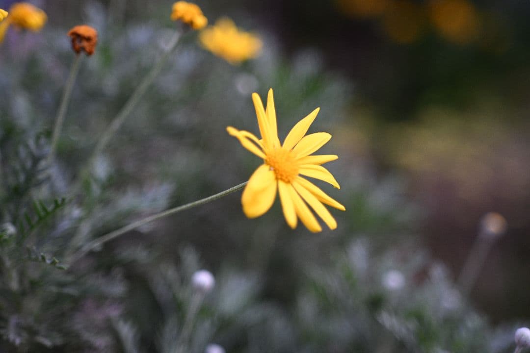 EL Nikkor 50mmf2.8 Nikon Zマウントアダプター付