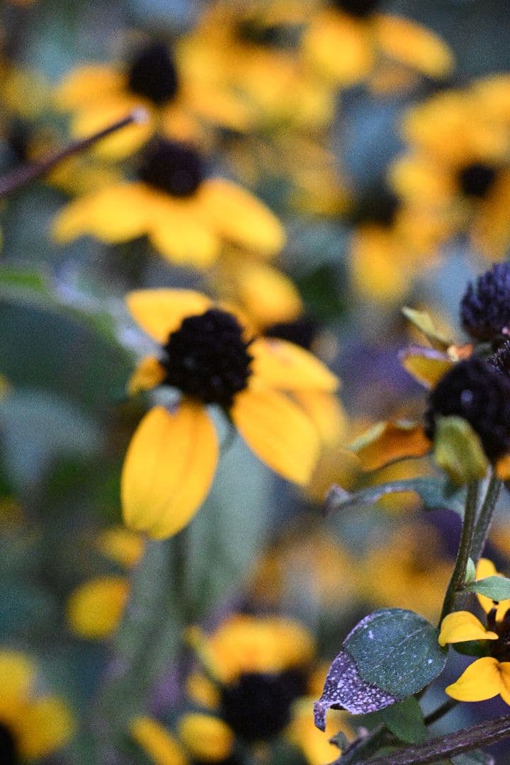 EL Nikkor 50mmf2.8 Nikon Zマウントアダプター付