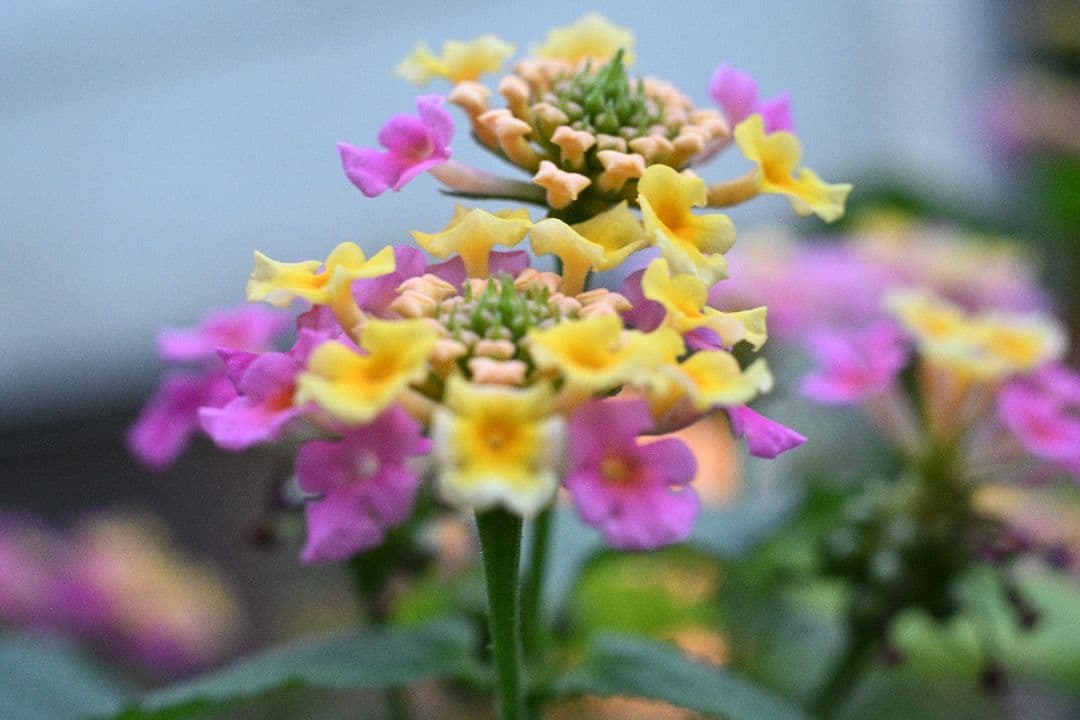 EL Nikkor 50mmf2.8 Nikon Zマウントアダプター付