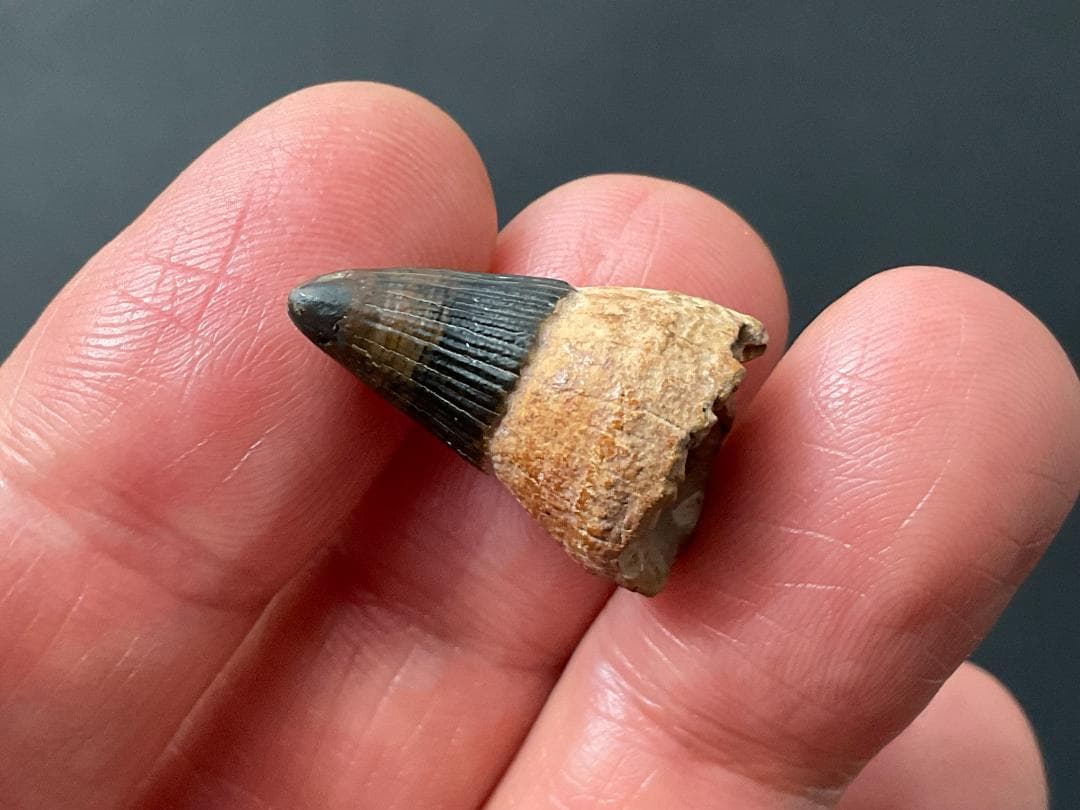 イクチオサウルス 歯 [IC1] 化石 恐竜