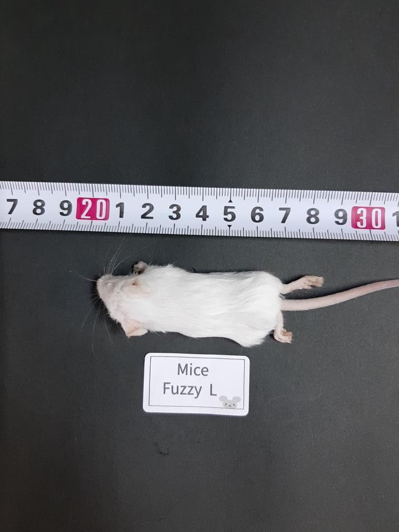 国産 冷凍マウス ファジー L 100匹 (一部地域発送不可)