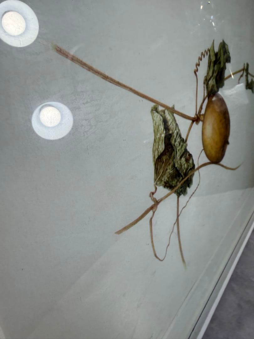 限定25/175 植物写実版画 額装 M.Tateishi ボタニカルアート