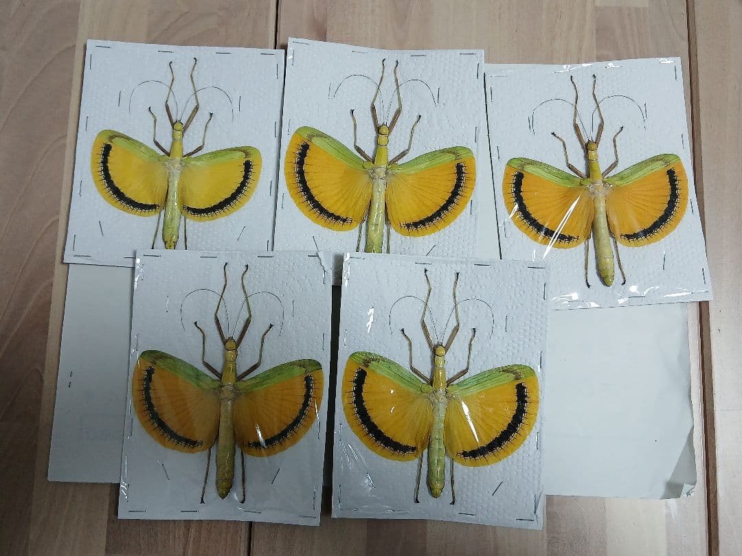 海外産標本｜マレーシア産 ナナフシ（竹節虫）昆虫標本