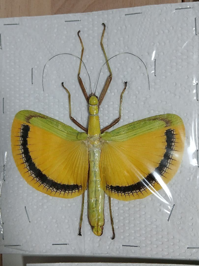 海外産標本｜マレーシア産 ナナフシ（竹節虫）昆虫標本