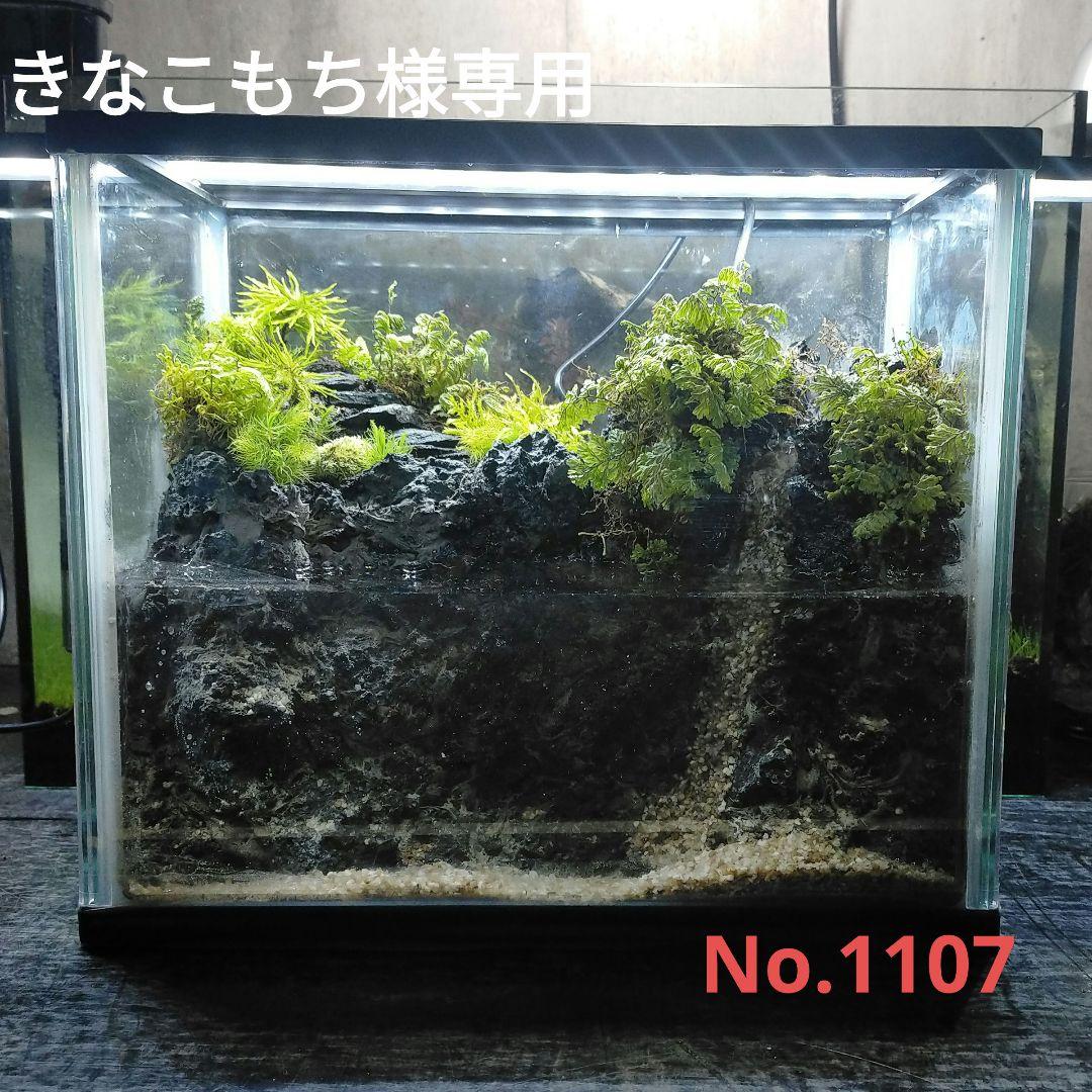 滝の流れるアクアテラリウム　イモリウムきなこもち