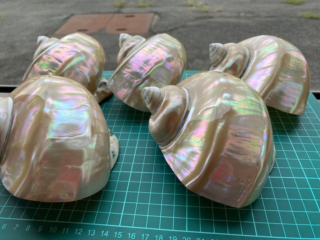 夜光貝　まとめ5個セット　美品　12-14cm 置物
