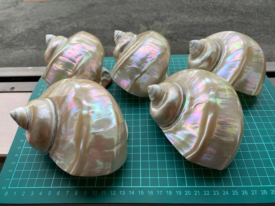 夜光貝　まとめ5個セット　美品　12-14cm 置物