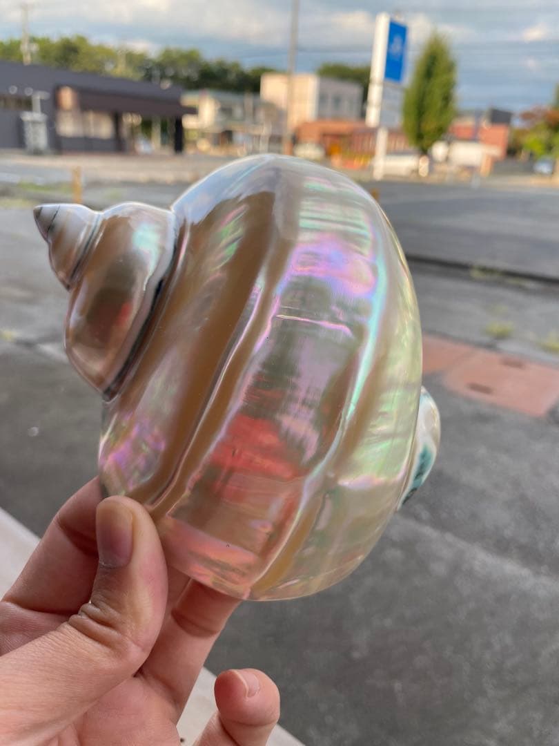 夜光貝　まとめ5個セット　美品　12-14cm 置物