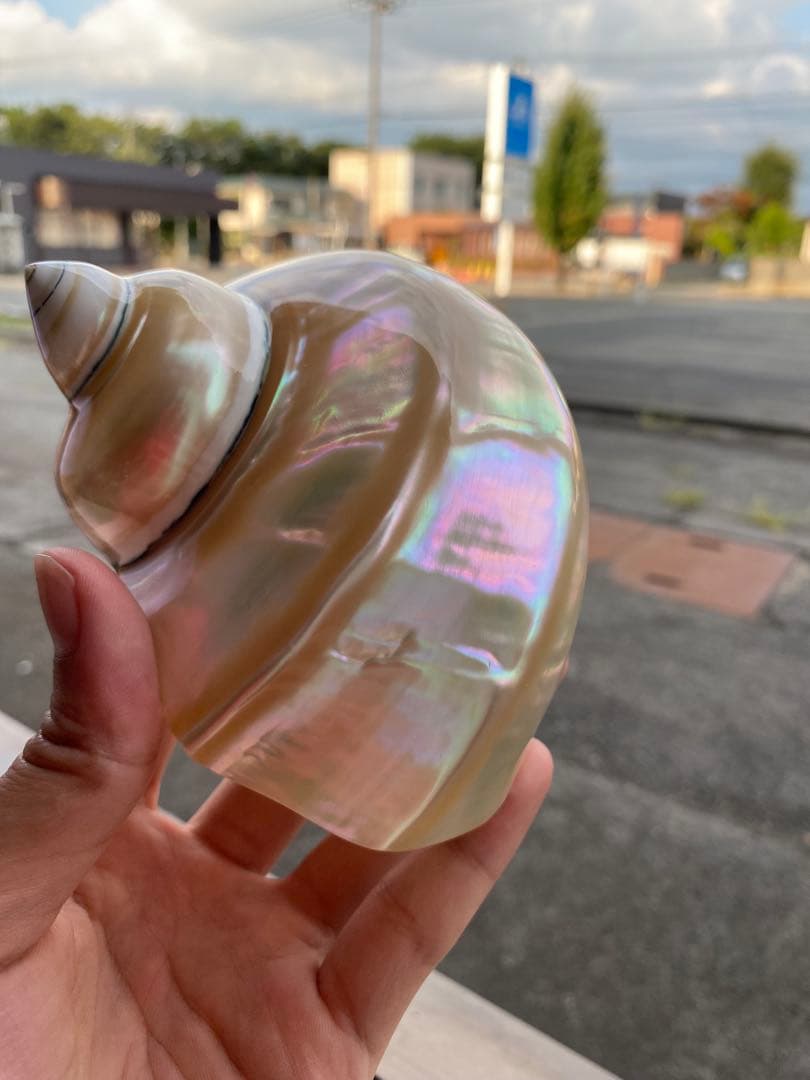 夜光貝　まとめ5個セット　美品　12-14cm 置物