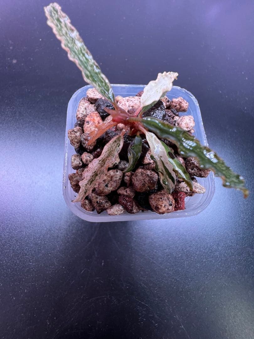 水草 Bucephalandra sp. Variegata Velvet