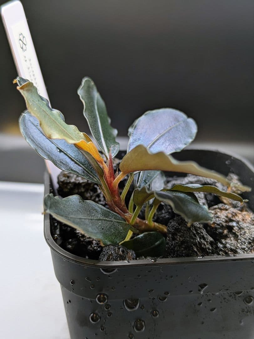 専用出品　ブセファランドラsp.Blue Melon（ブルーメロン）水上株