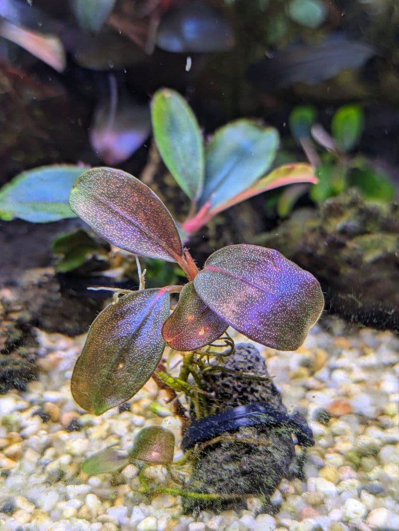 専用出品　ブセファランドラsp.Blue Melon（ブルーメロン）水上株